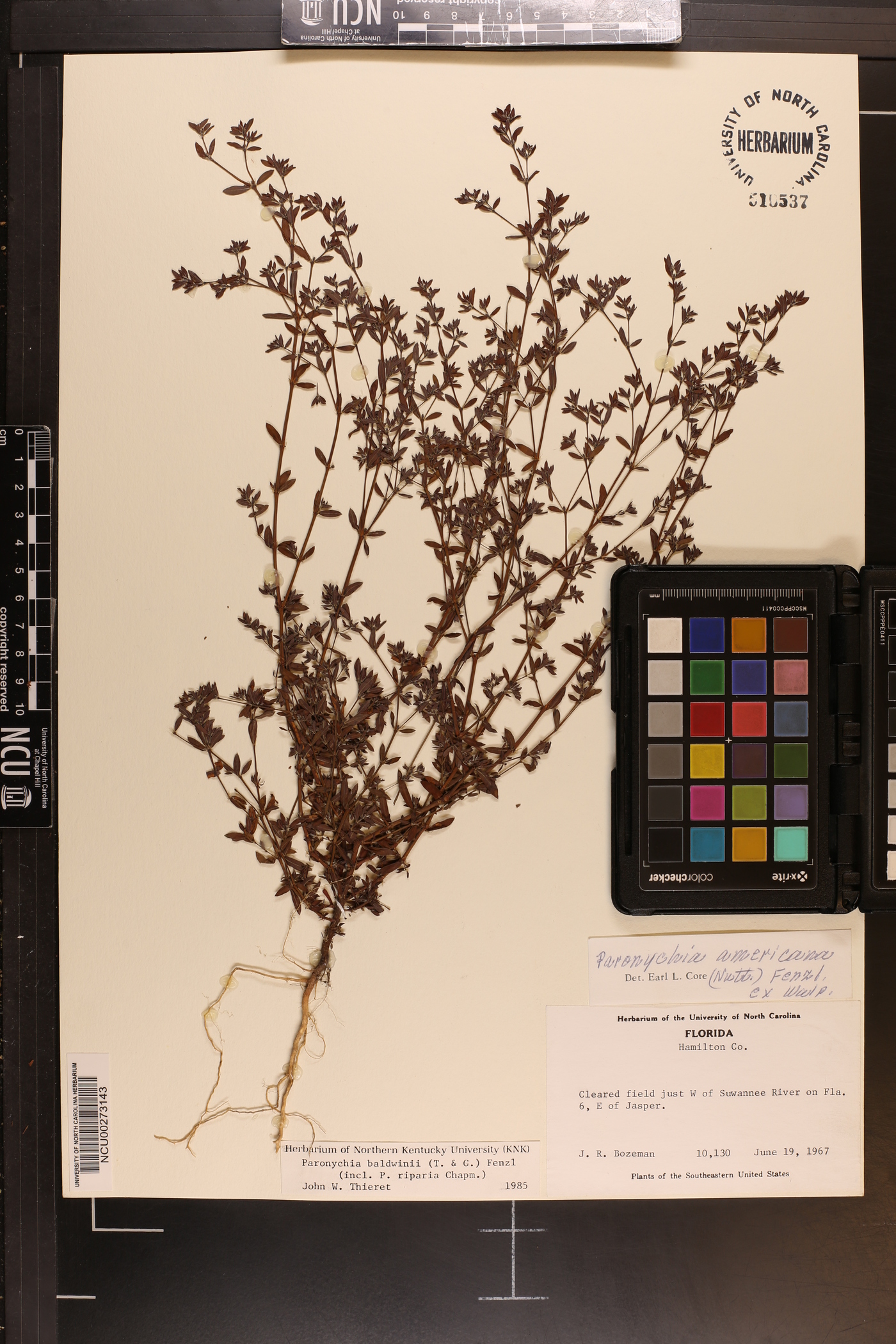 Paronychia baldwinii image