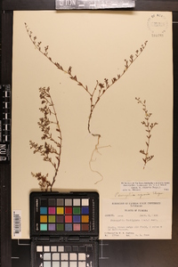 Paronychia baldwinii image