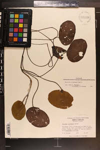 Brasenia schreberi image