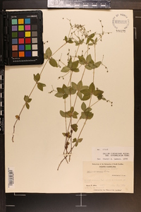 Galium circaezans image