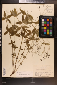 Galium lanceolatum image