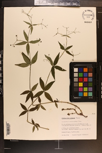 Galium lanceolatum image