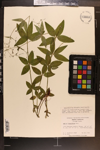 Galium lanceolatum image