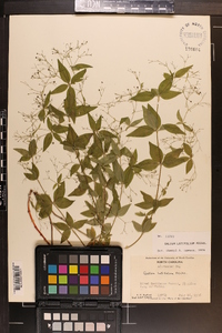 Galium latifolium image