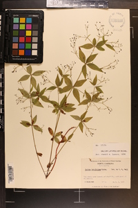 Galium latifolium image