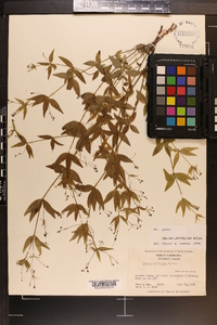 Galium latifolium image