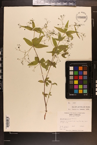 Galium latifolium image