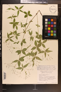 Galium latifolium image