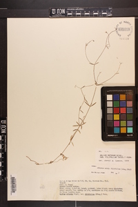 Galium obtusum var. filifolium image