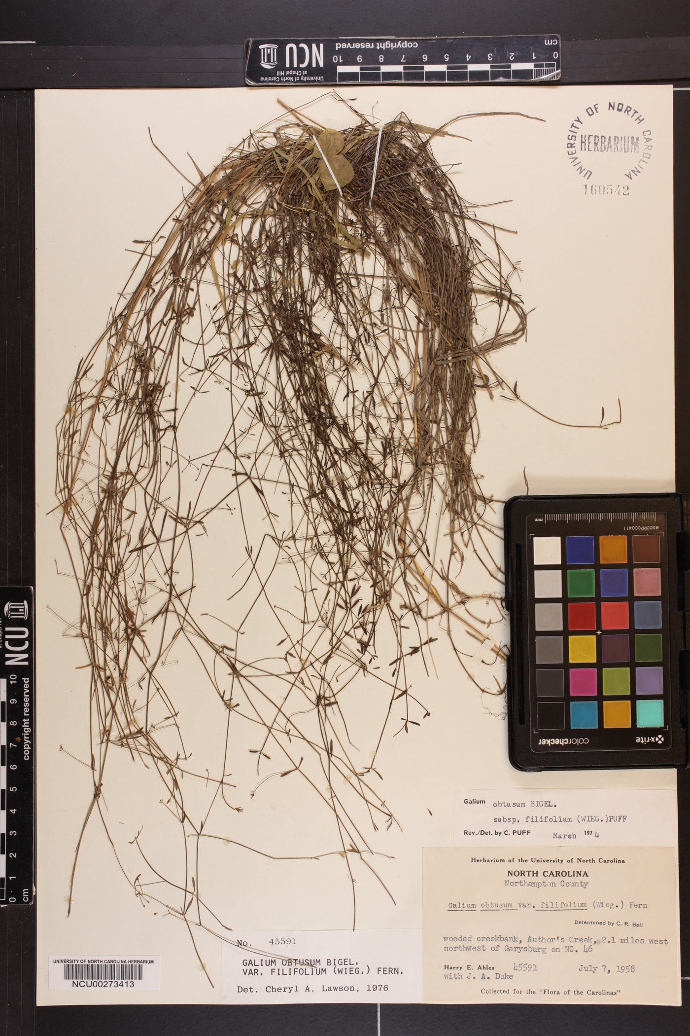 Galium obtusum var. filifolium image
