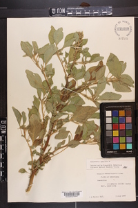 Amaranthus hybridus image