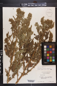 Amaranthus hybridus image