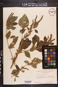 Amaranthus hybridus image