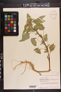 Amaranthus hybridus image