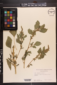 Amaranthus hybridus image