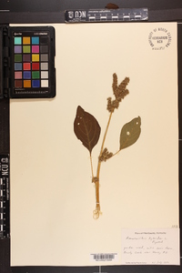 Amaranthus hybridus image