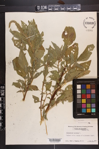 Amaranthus hybridus image