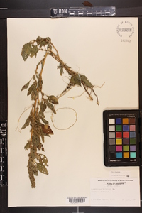 Amaranthus hybridus image