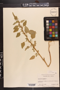 Amaranthus hybridus image