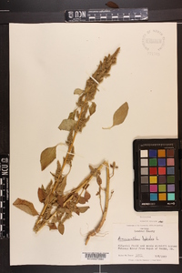 Amaranthus hybridus image