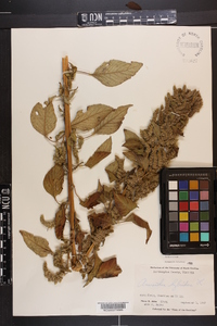 Amaranthus hybridus image