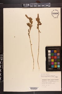 Amaranthus hybridus image