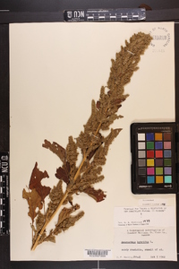 Amaranthus hybridus image