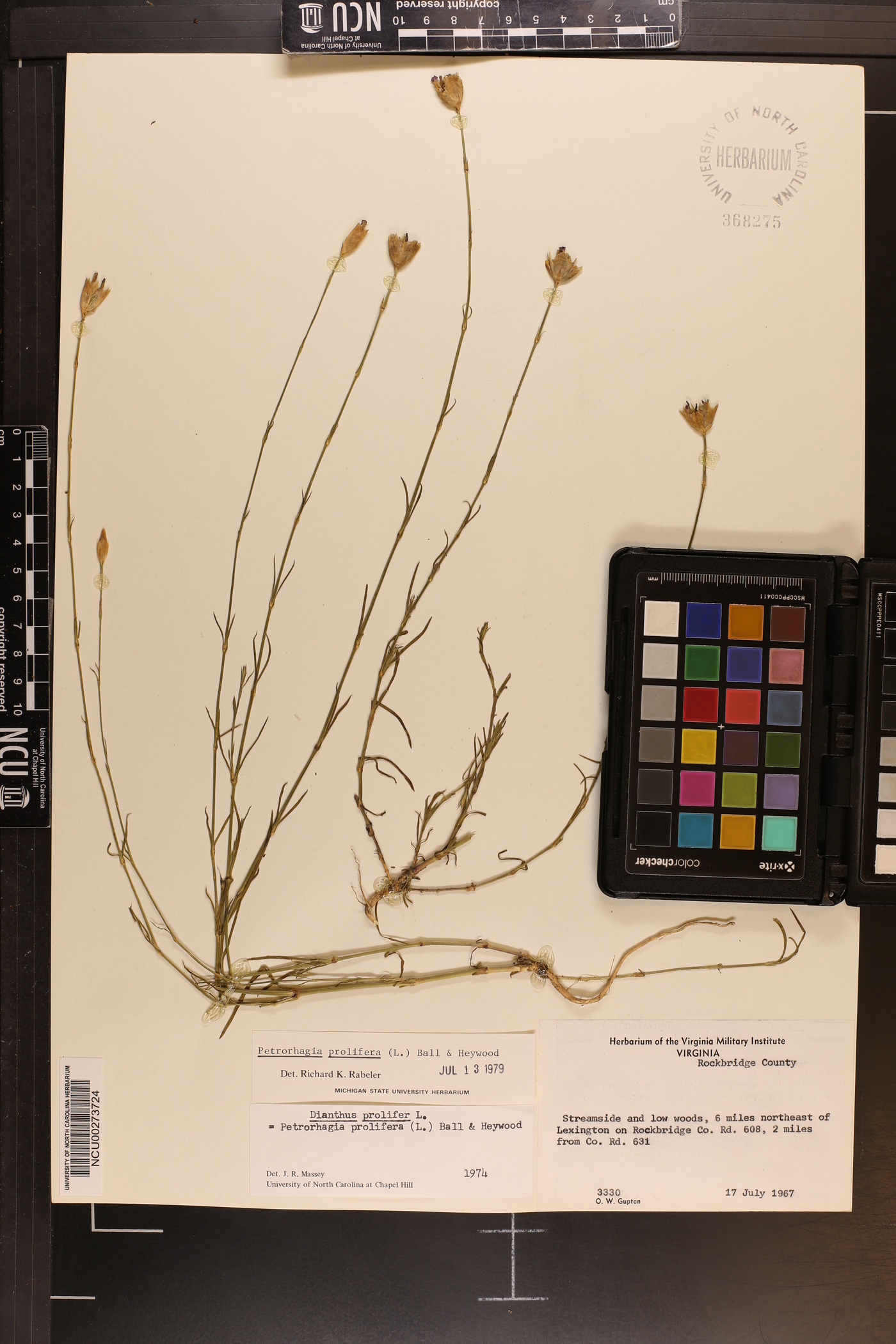 Petrorhagia prolifera image