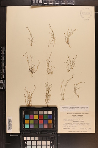 Sagina decumbens image