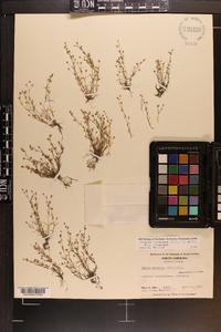 Sagina decumbens image