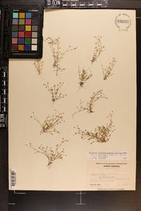 Sagina decumbens image