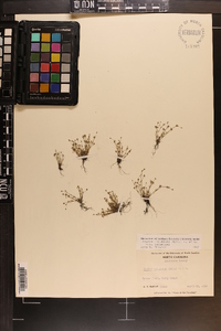 Sagina decumbens image