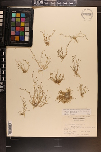 Sagina decumbens image