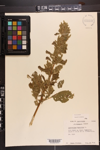 Amaranthus hybridus image