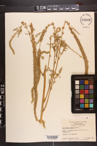 Amaranthus palmeri image