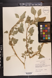 Amaranthus retroflexus image