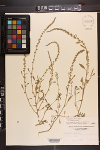 Amaranthus tuberculatus image