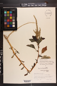 Amaranthus spinosus image