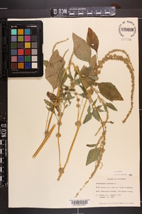 Amaranthus spinosus image