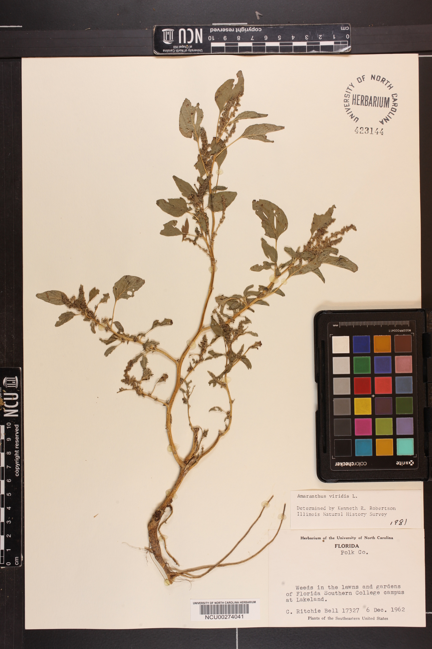 Amaranthus viridis image