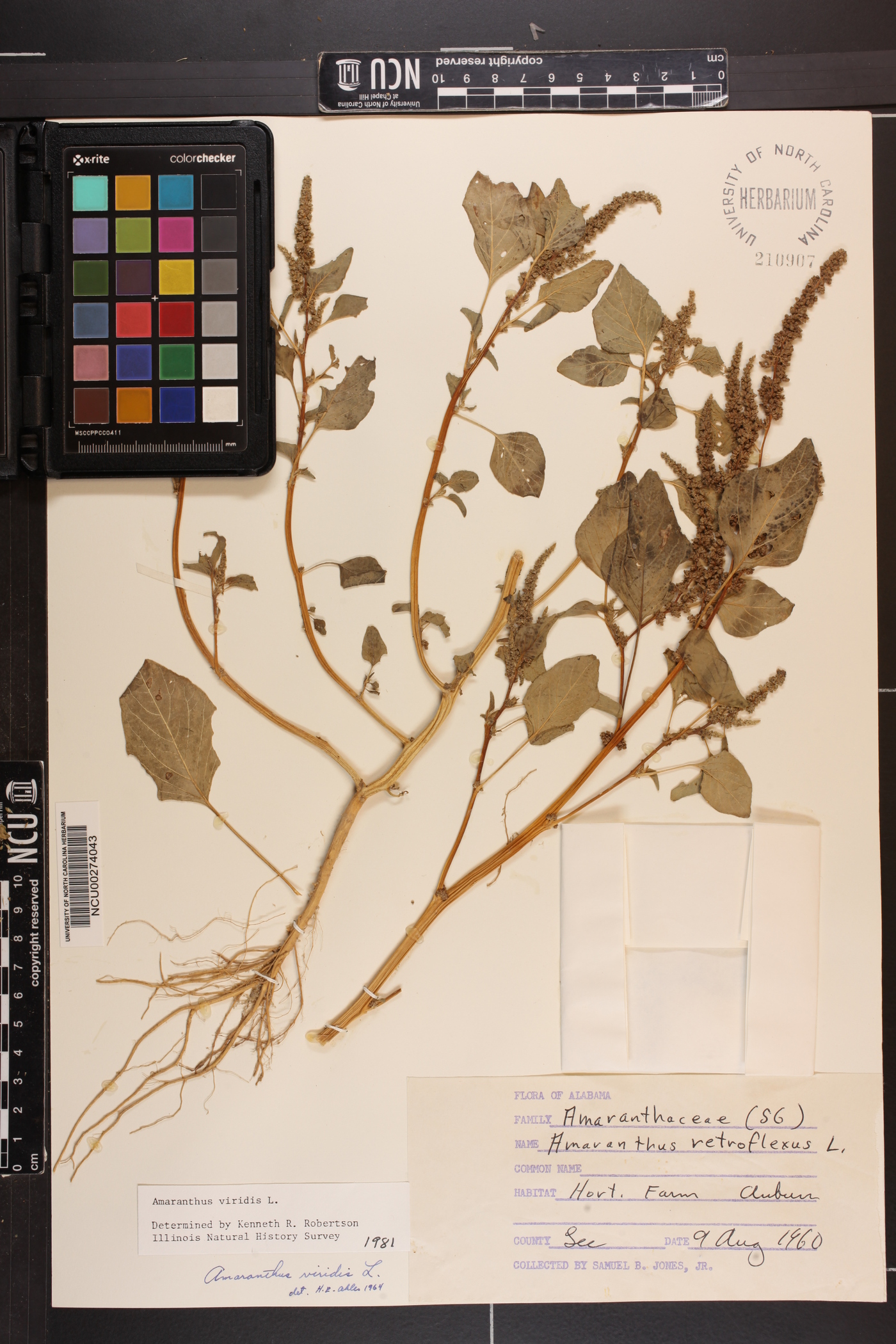 Amaranthus viridis image