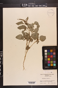 Amaranthus viridis image