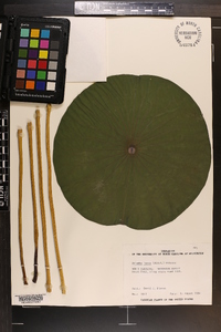 Nelumbo lutea image