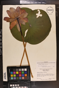 Nelumbo nucifera image