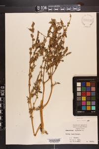 Amaranthus spinosus image