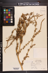 Amaranthus spinosus image