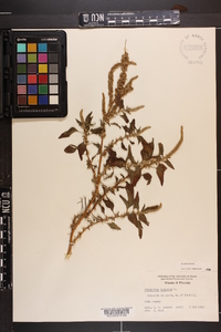 Amaranthus spinosus image