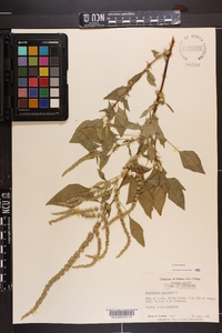 Amaranthus spinosus image