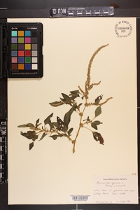 Amaranthus spinosus image