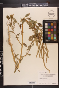 Amaranthus spinosus image